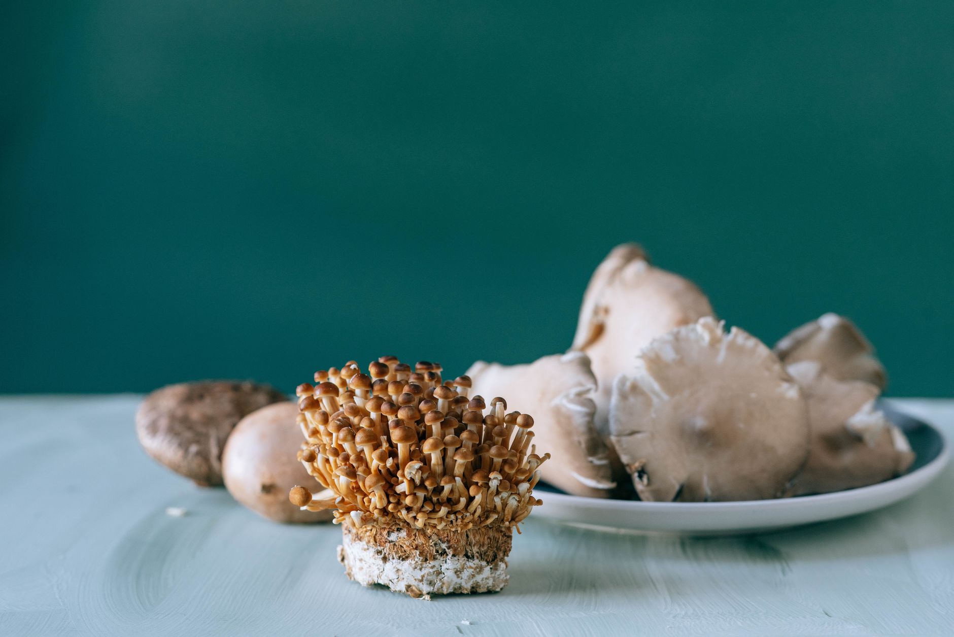 tiny abalone mushroom pins emerging from a fruiting block
