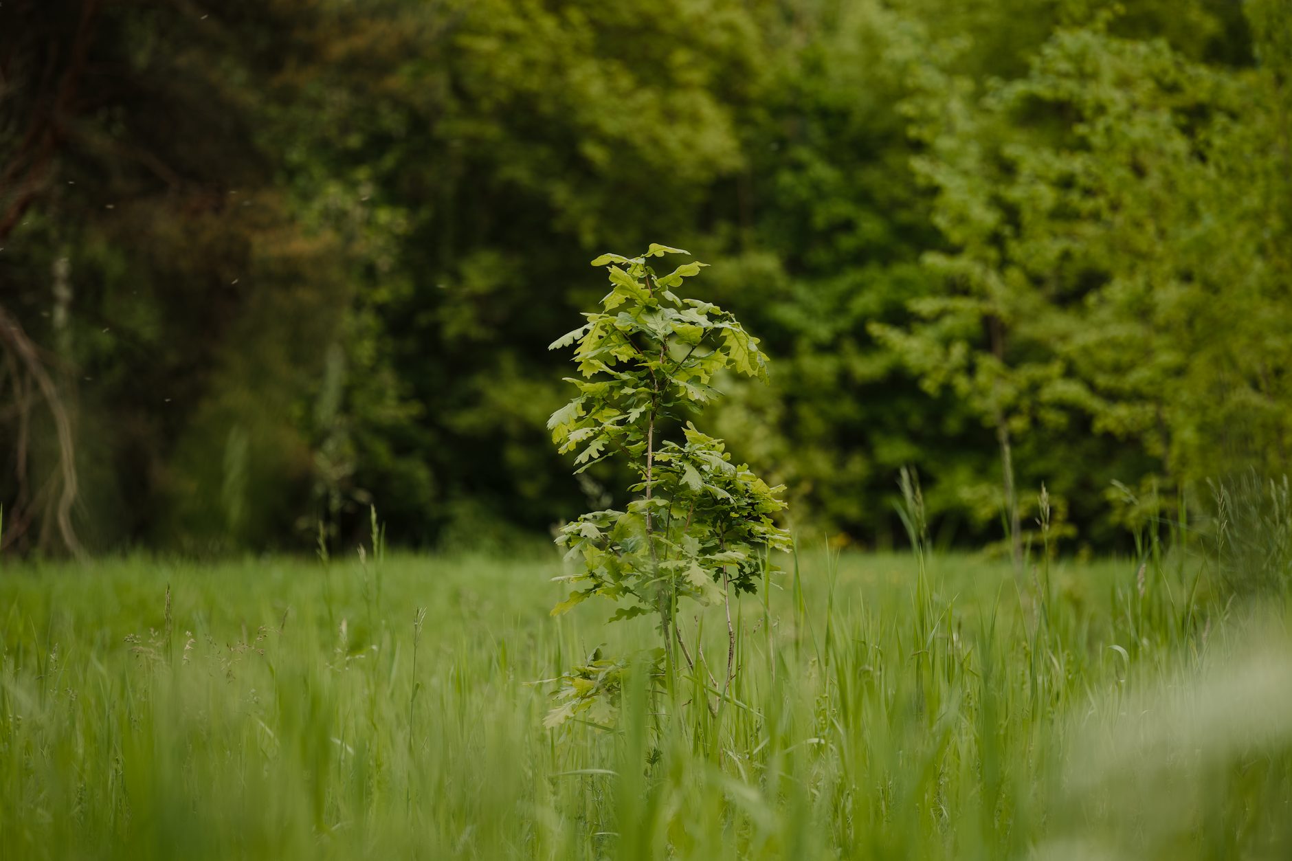 a young oak tree seedling with a tree guard planted in a sunny orchard