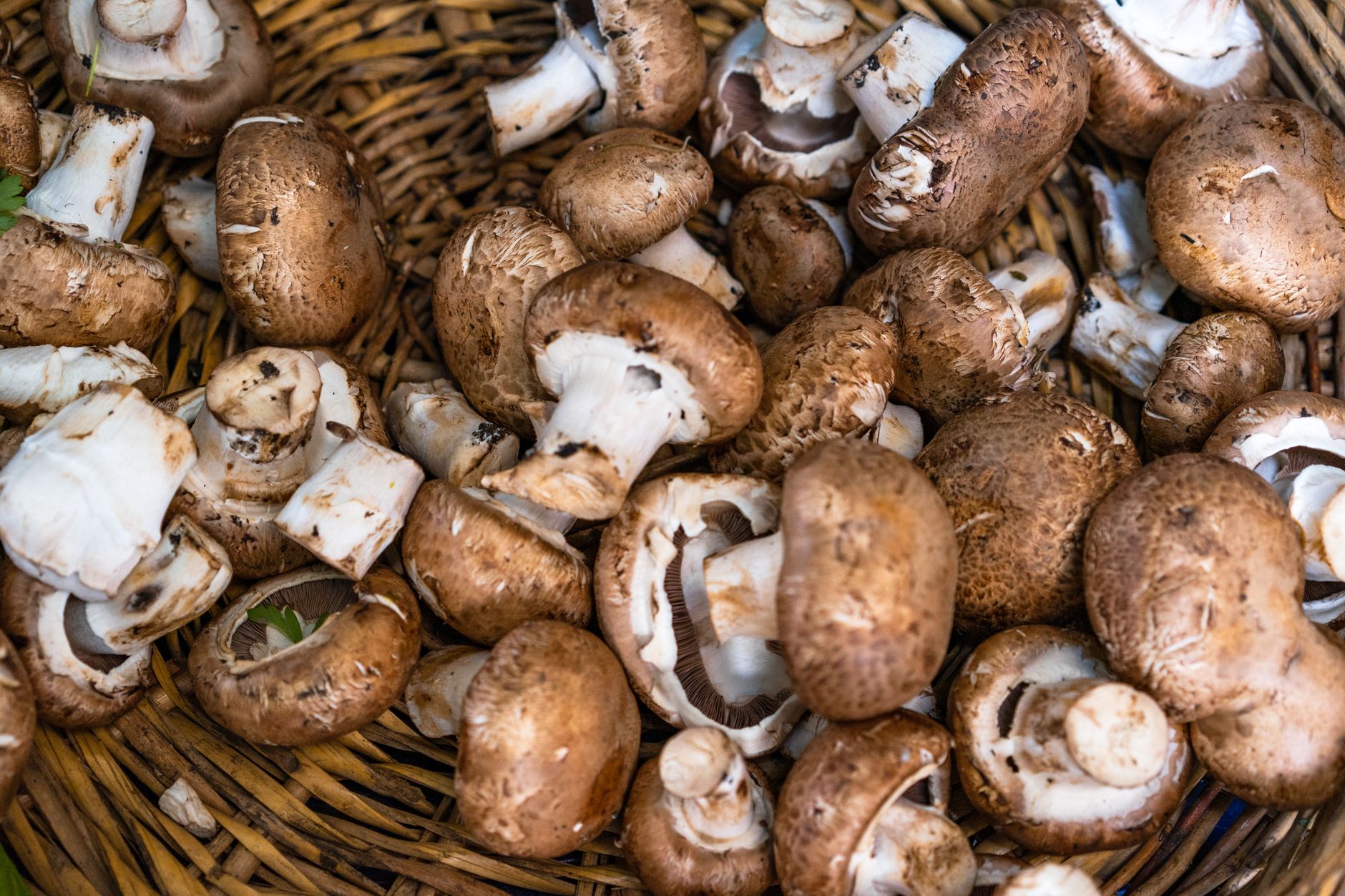 a basket of freshly harvested white button mushrooms