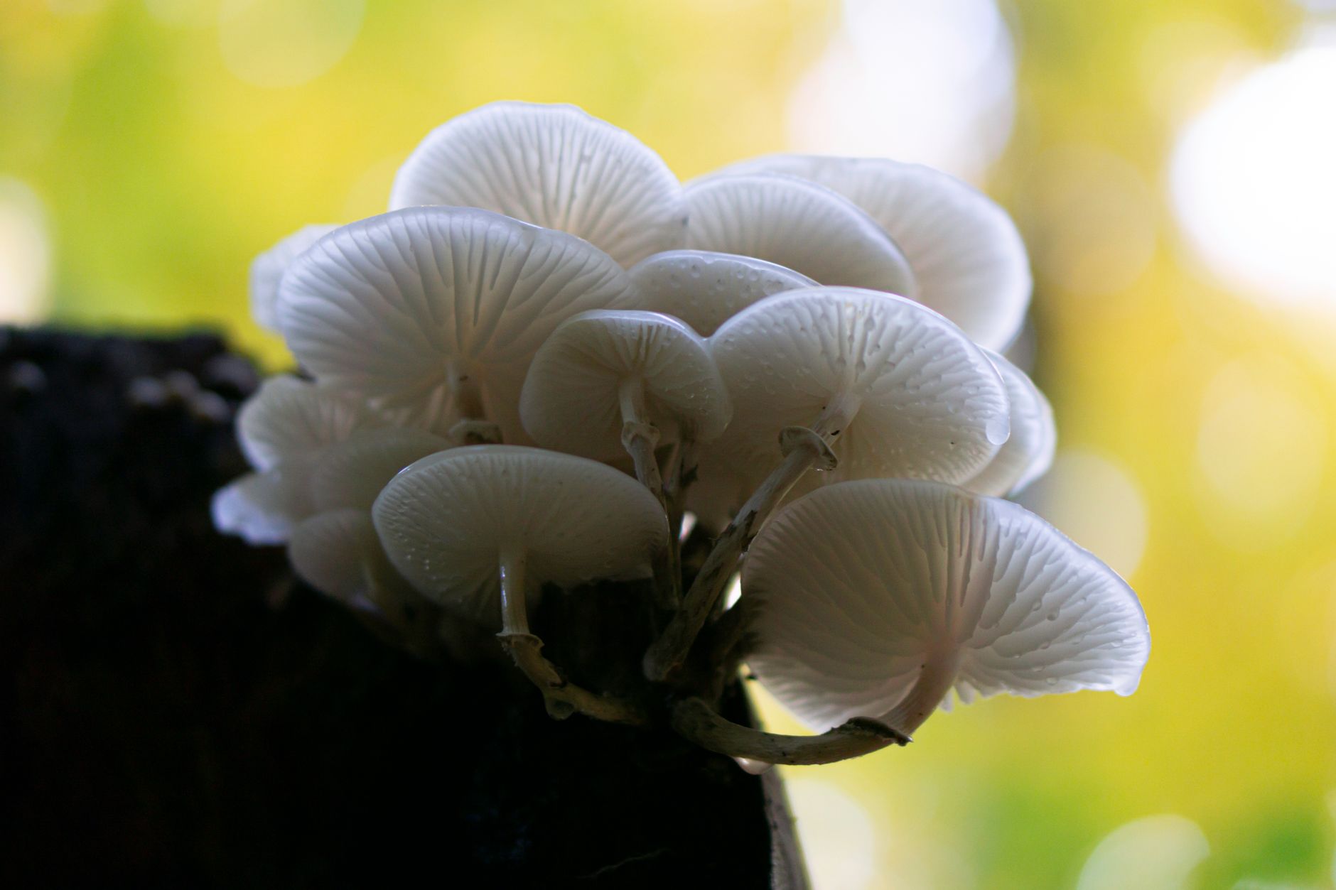 white mycelium growing through a clear mushroom spawn bag