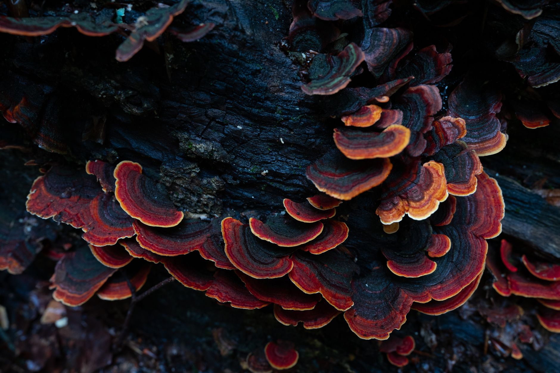 a shallow tray with brown casing material spread over colonized mushroom substrate