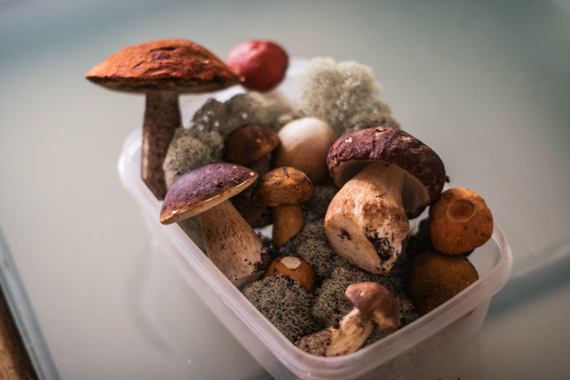 oyster mushrooms fruiting inside a clear plastic tote with perlite at the bottom