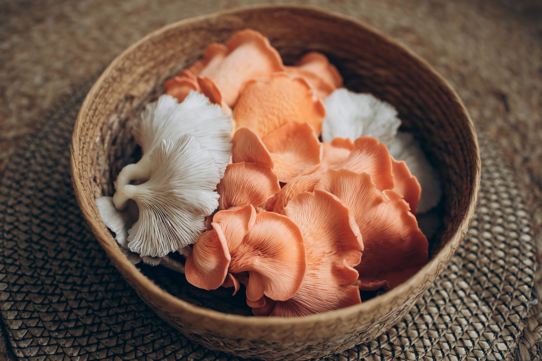 a cluster of harvested oyster mushrooms on a kitchen table