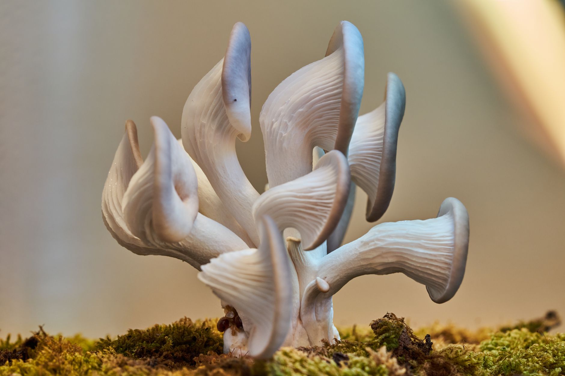 Blue oyster mushrooms growing from a straw-based fruiting block