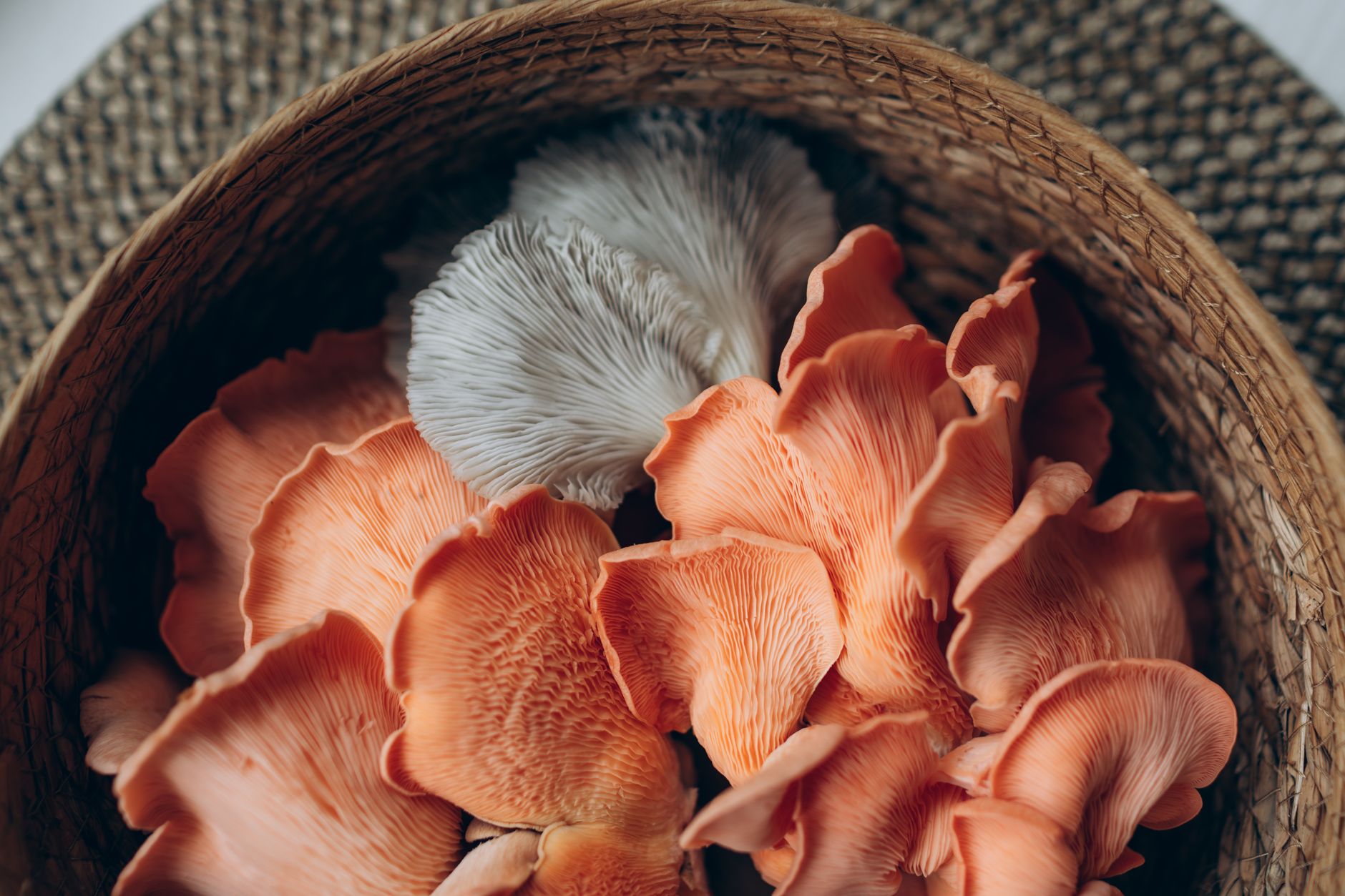 oyster mushrooms spilling out of a hanging plastic grow bag in a small room