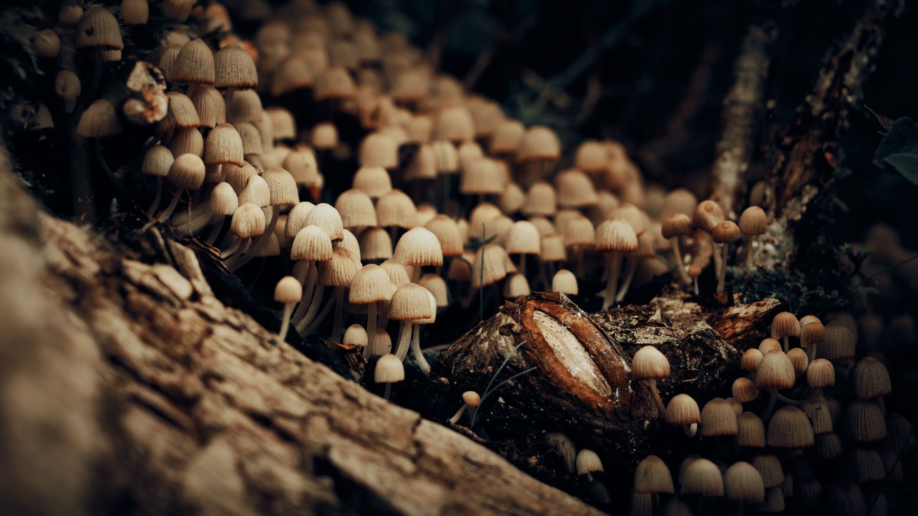 a cluster of hen of the woods mushrooms fruiting from a sawdust block