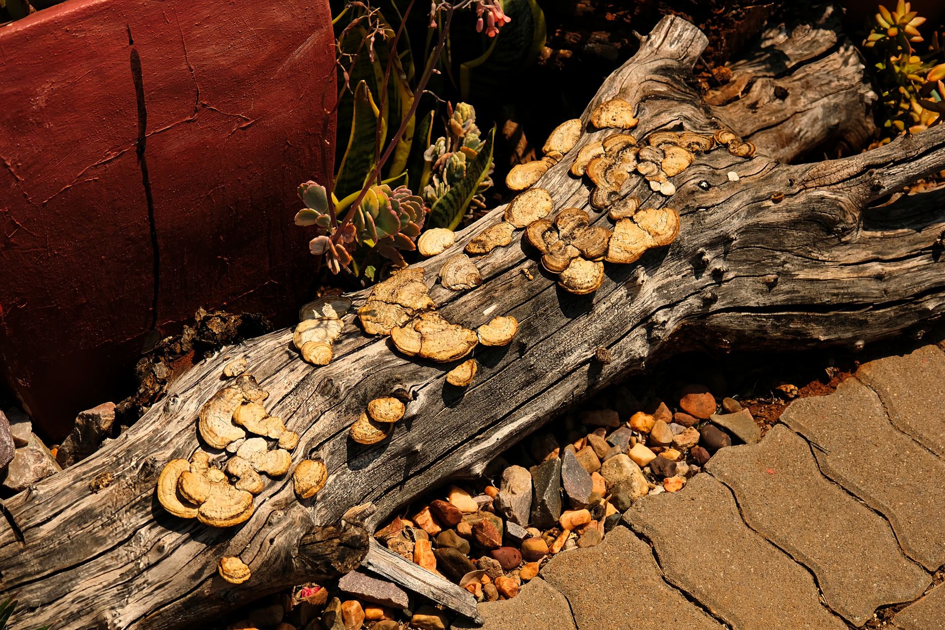 a shiny red reishi mushroom conk growing from a hardwood log