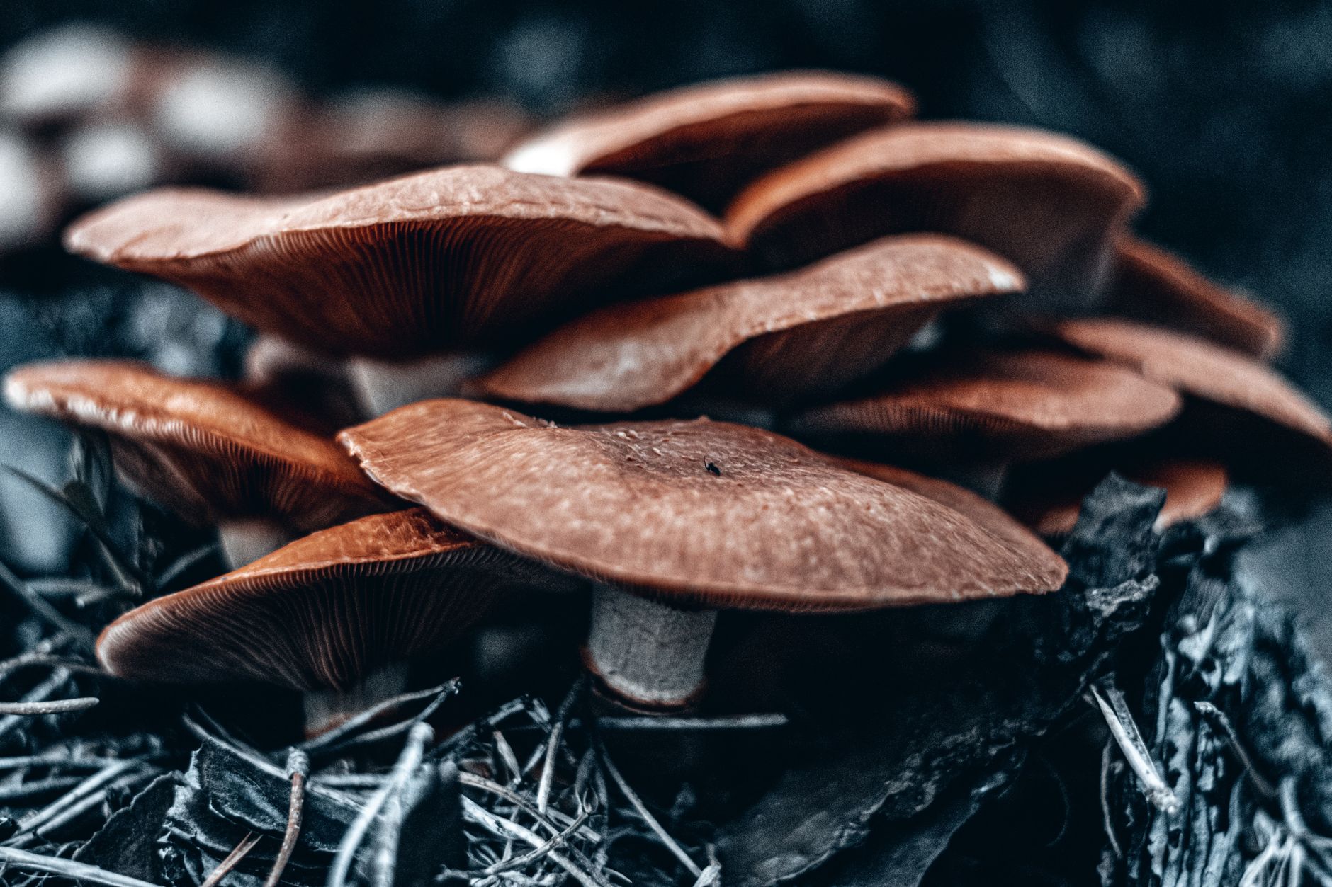 clusters of shiitake mushrooms fruiting from an oak log in a shaded garden