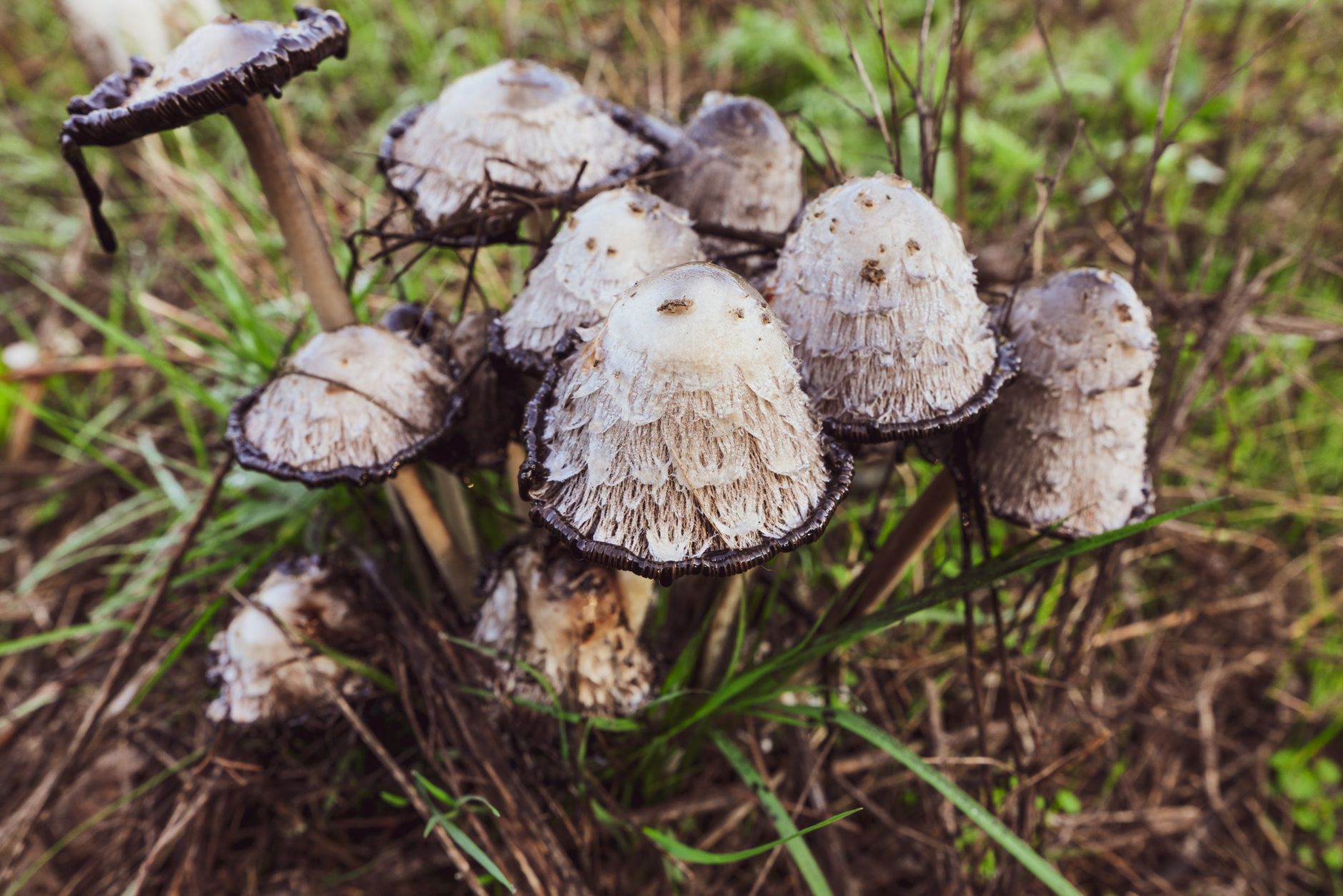 A shaggy white lion's mane mushroom fruiting from a small slit in a sawdust block