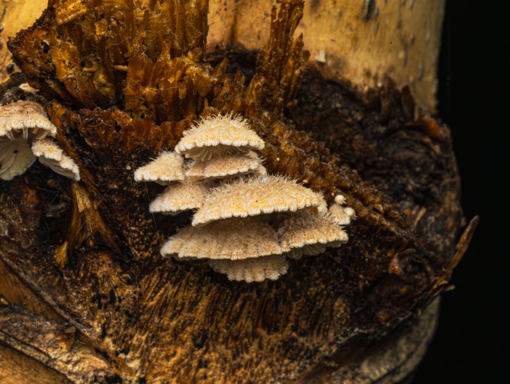 green mold spreading across a mushroom grow bag