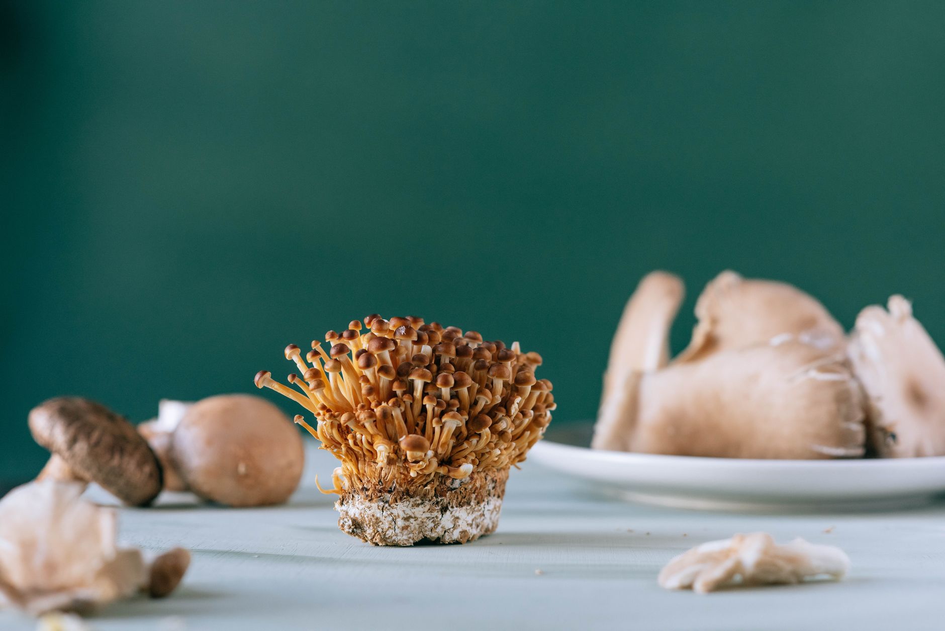 clusters of orange nameko mushrooms with glossy caps growing from a sawdust block in a fruiting chamber