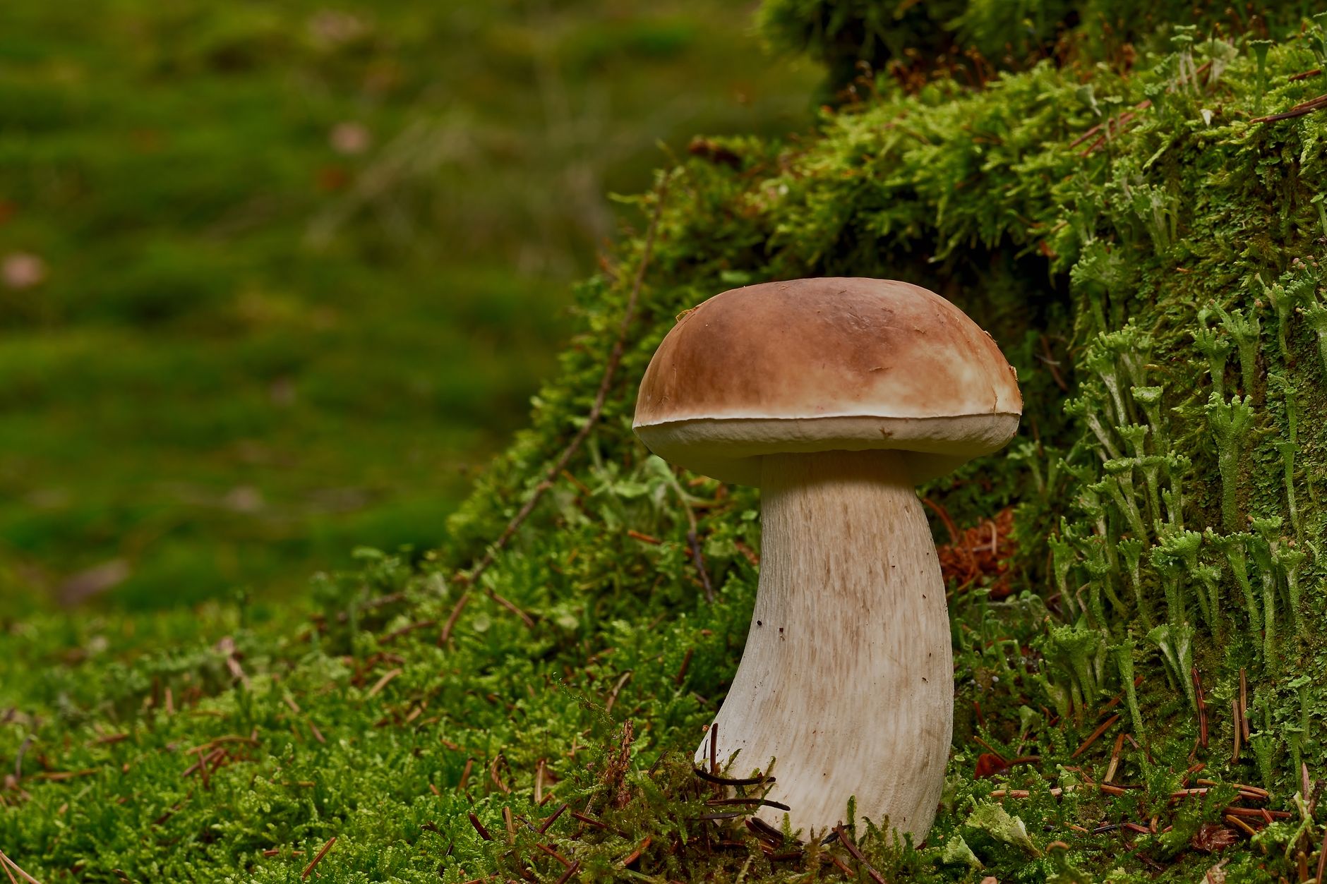 fresh porcini mushrooms emerging near the base of an oak tree