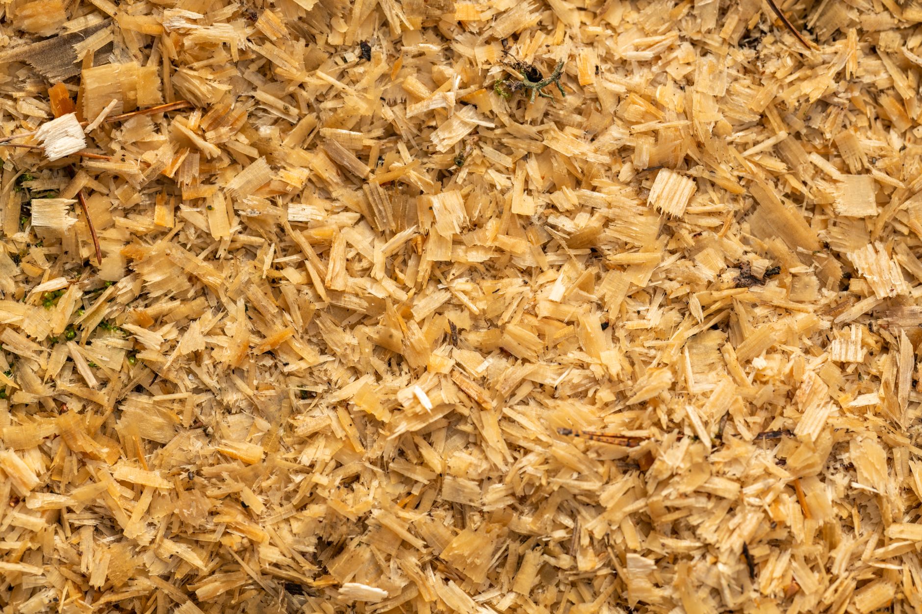 a gardener mixing hardwood sawdust and wood chips in a large bucket