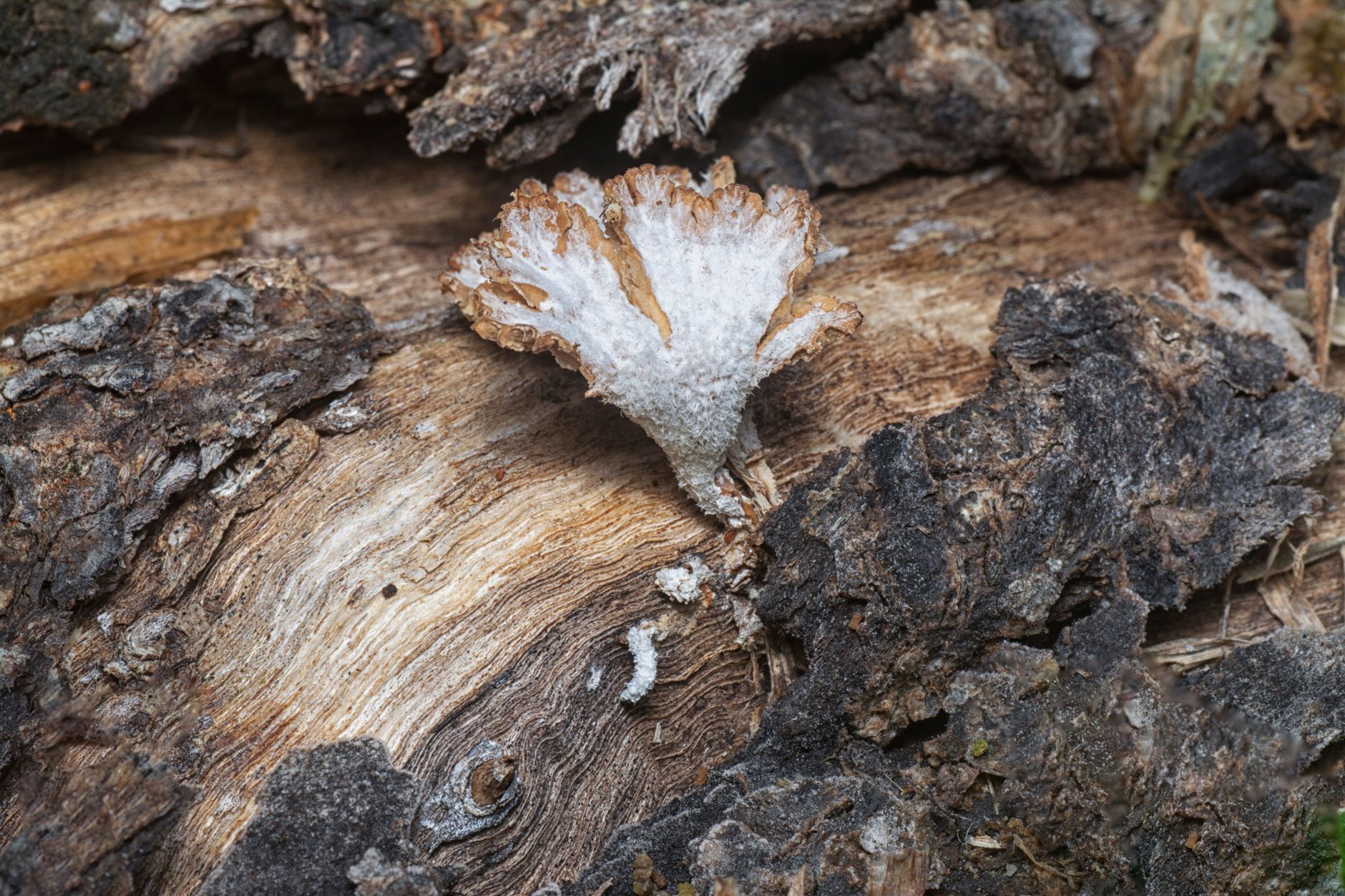 a clear spawn bag filled with white shaggy mane mycelium on grain