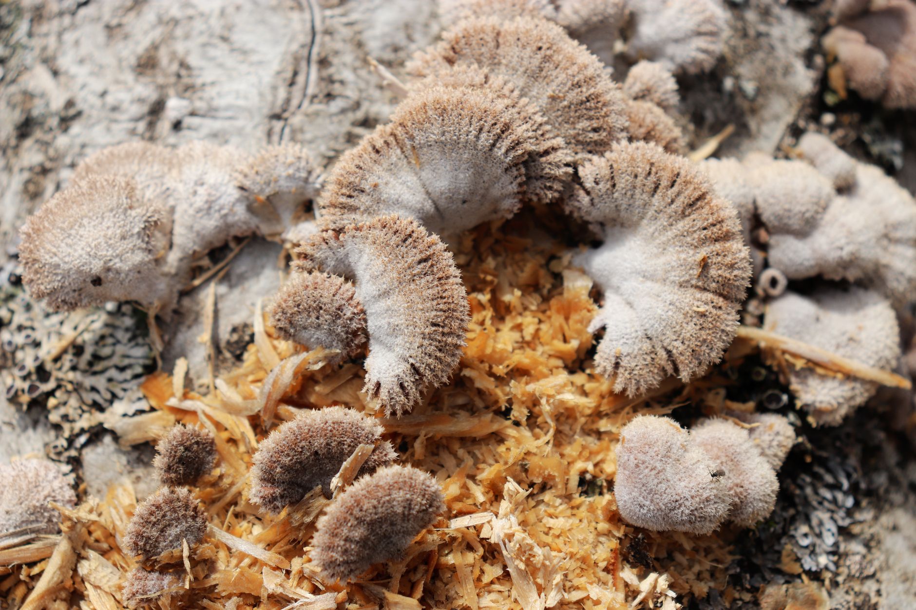 a clear grow bag filled with white mycelium on sawdust substrate