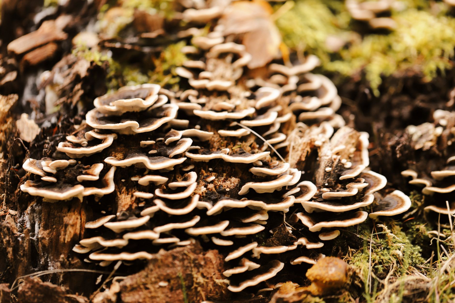a cluster of colorful turkey tail mushrooms fruiting from a sawdust block