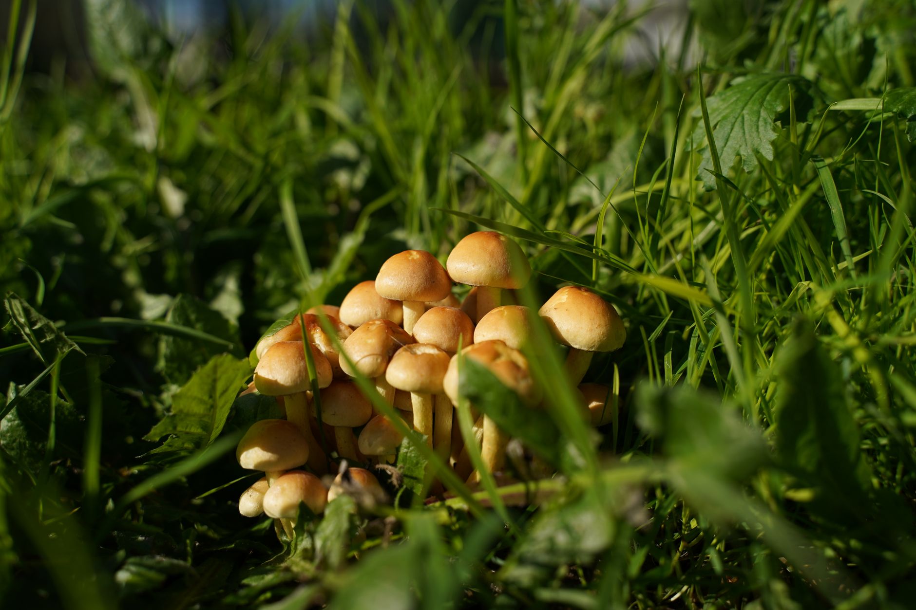 a cluster of brown-capped velvet pioppino mushrooms growing from a sawdust block
