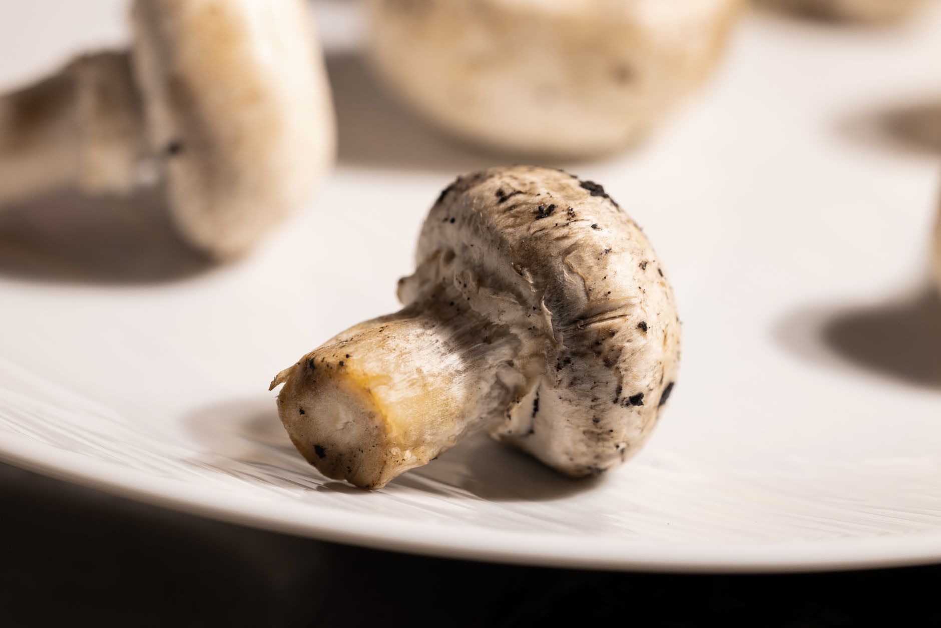 a white mushroom grow block showing patches of green mold on the surface